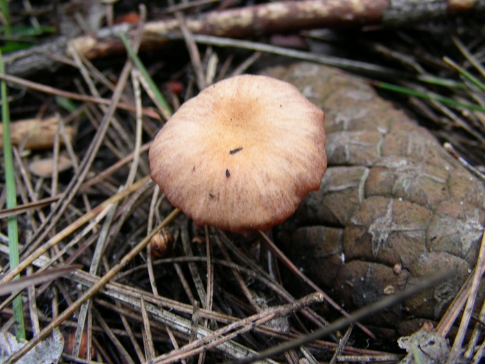 589 Febbraio vecchio ritrovamento